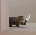 CC_cat_will_kill_you