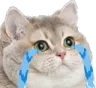 CryingSobCat