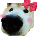 cutenose