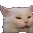 ConfusedCat ConfusedCat