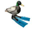 spinning_duck