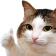catbhumpsup Discord emoji