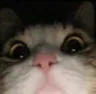 Catpeek catpeek Discord Emoji