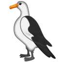 seagull