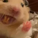fuckthishamster fuckthishamster