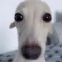 stare