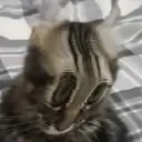 cctwstare
