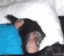 monkey_wakeup monkey_wakeup