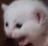 raged_cat Discord Emoji