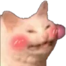 a_blush_cat_cute_kitty
