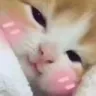 a_blush_cat_cute_kitty_sleep