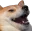 lol_doge lol_doge