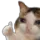 catokcry