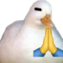 duckpray