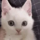 Cat_angyy Cat_angyy