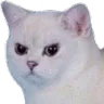 whiteCat_unhappy