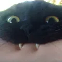Catbite catbite Discord Emoji