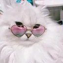 Catglasses catglasses Discord Emoji