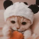 Catfish Catfish Discord Emoji