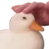 Pat