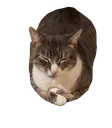joshycat Discord Emoji