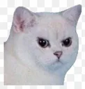 pissedcat1 Discord Emoji