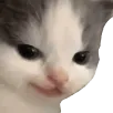 catHehe