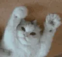 grabbycat
