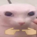 bingusShy