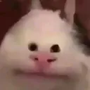 belufet belufet