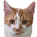 Butters Discord emoji