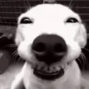 naughty_doggo