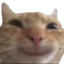 Yaycat Discord Emoji