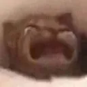 catcry