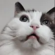 amyzMeow
