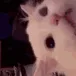 CatEvilR