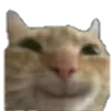cat_hehe cat_hehe