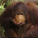 monke_drink Discord emoji