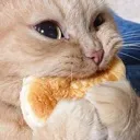cat_eat_omnom