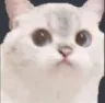 catshy catshy