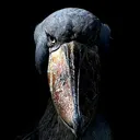 shoebill