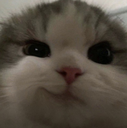 gatofacha Discord emoji
