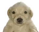 jotchua