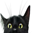 babyno1Cat