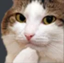 Catthink catthink Discord Emoji