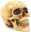 skull skull