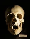 skull2