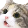 OwO