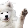 waveBoye waveBoye