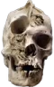 skullreal
